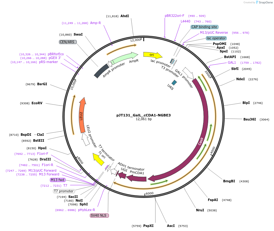 145095-plasmid-map-sequence-id-305907
