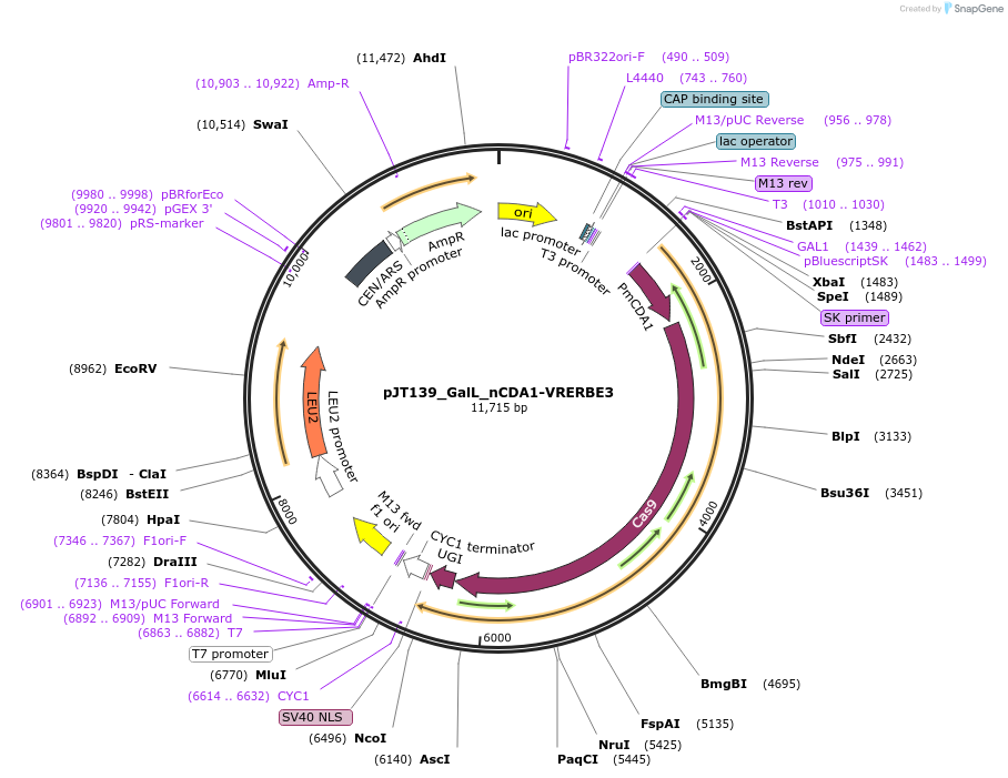 145102-plasmid-map-sequence-id-305910