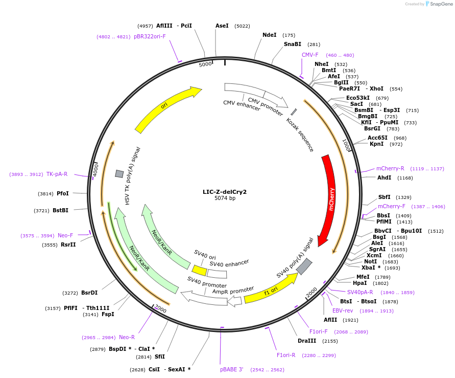 153545-plasmid-map-sequence-id-305913