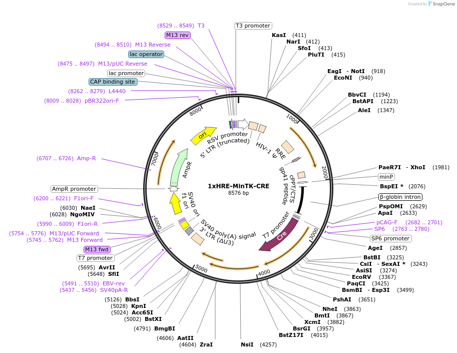 141142-plasmid-map-sequence-id-305922