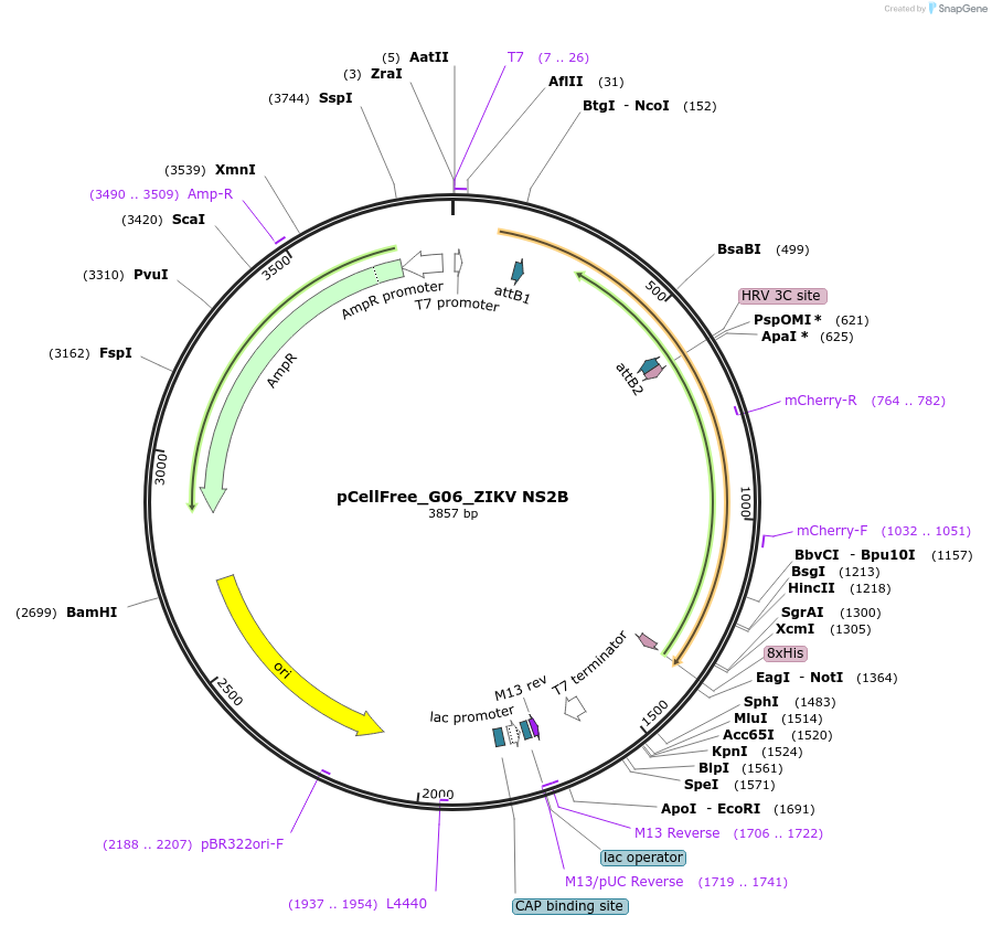 145354-plasmid-map-sequence-id-305926