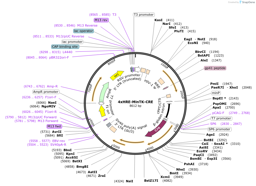 141144-plasmid-map-sequence-id-305929