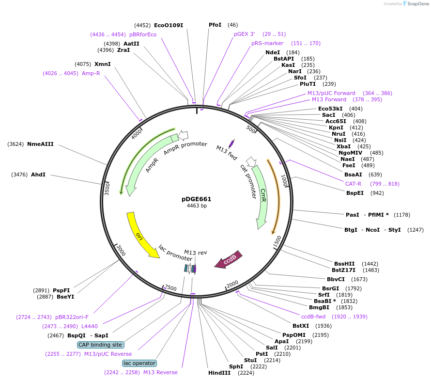 153259-plasmid-map-sequence-id-305930