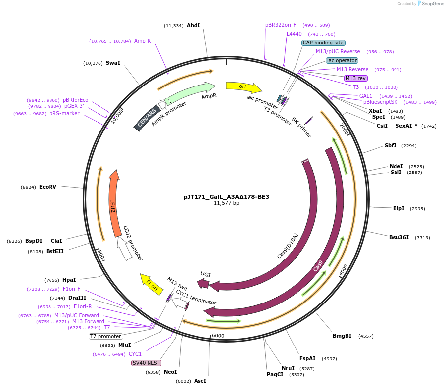 145121-plasmid-map-sequence-id-305933