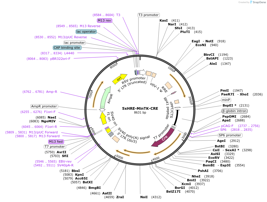 141145-plasmid-map-sequence-id-305934