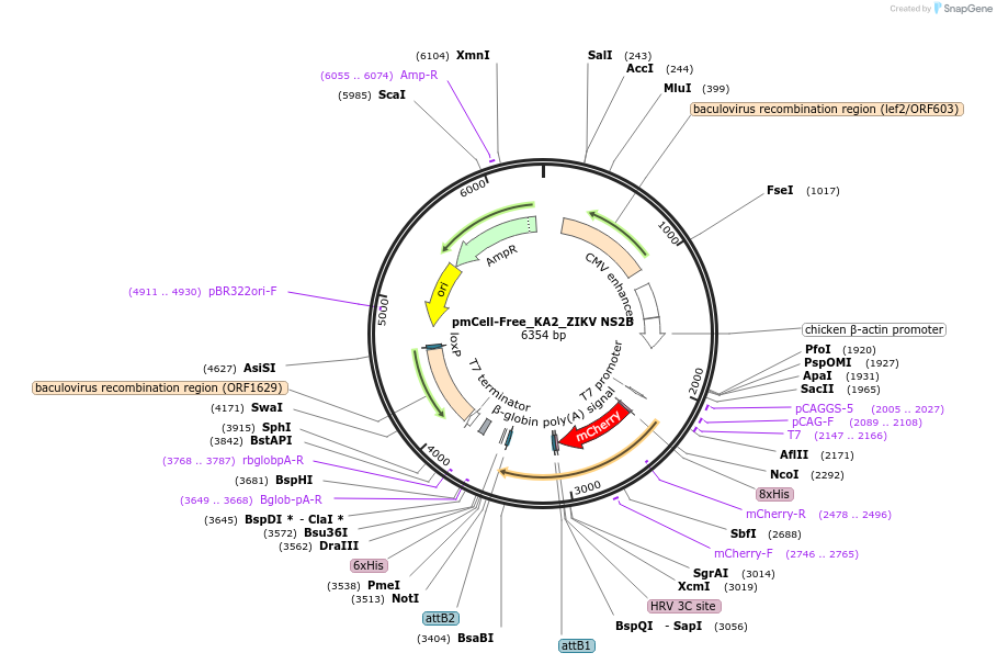145364-plasmid-map-sequence-id-305936