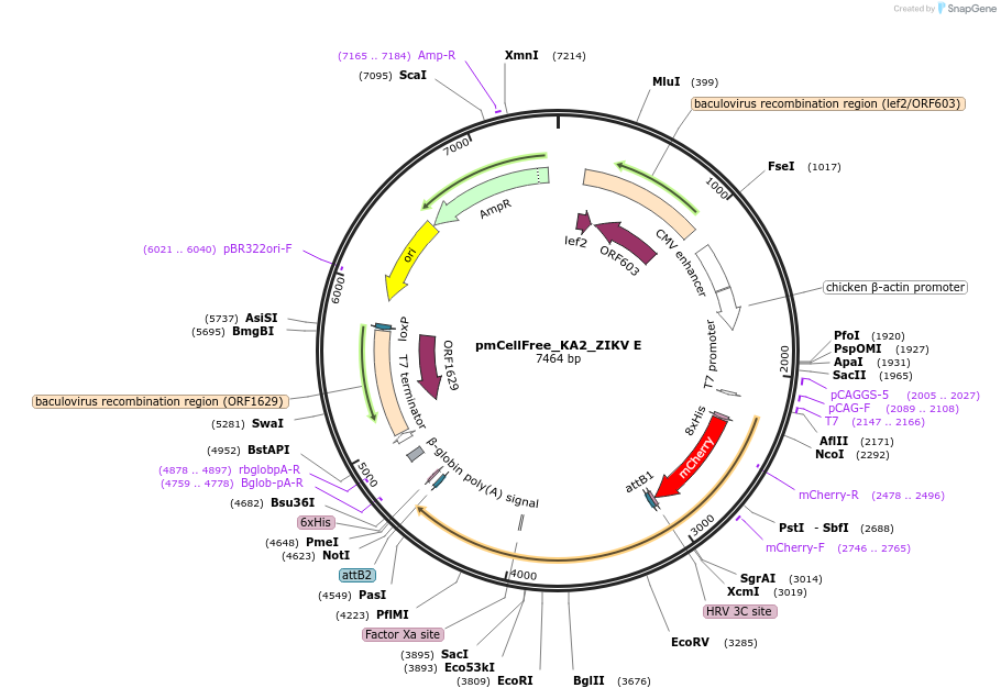 145361-plasmid-map-sequence-id-305938
