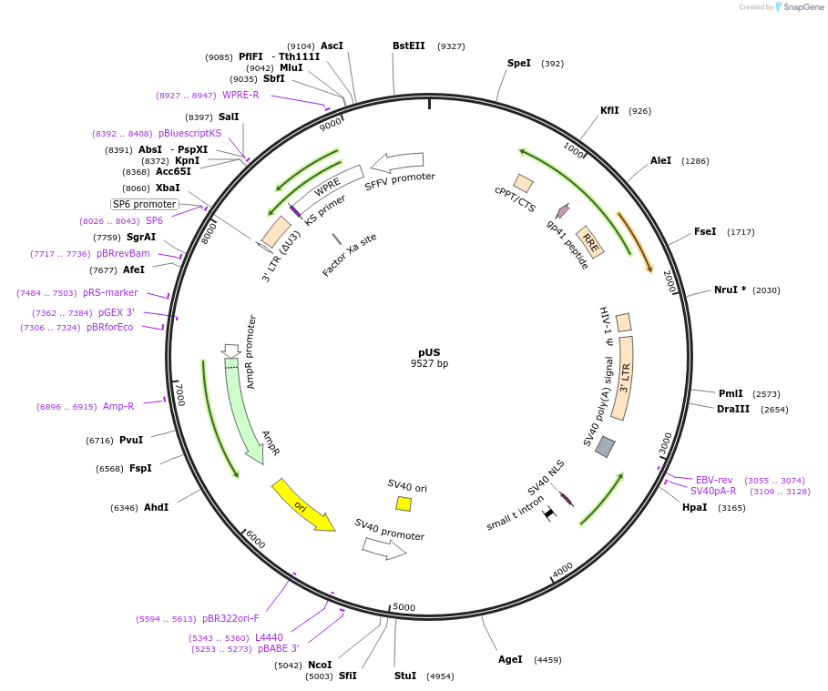 153416-plasmid-map-sequence-id-305975