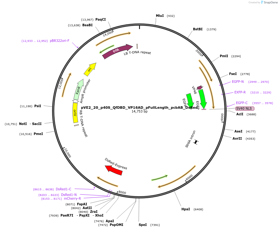 154242-plasmid-map-sequence-id-305991