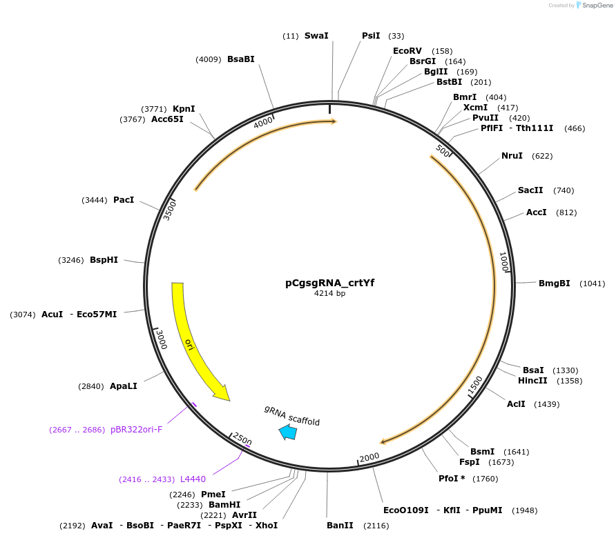 153338-plasmid-map-sequence-id-306018