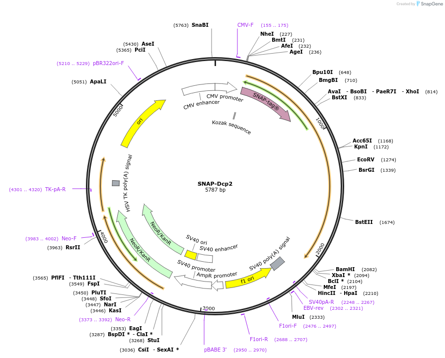 153975-plasmid-map-sequence-id-306034