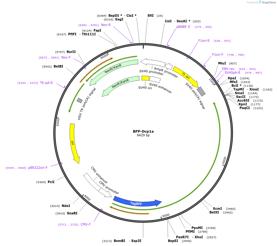 153973-plasmid-map-sequence-id-306036
