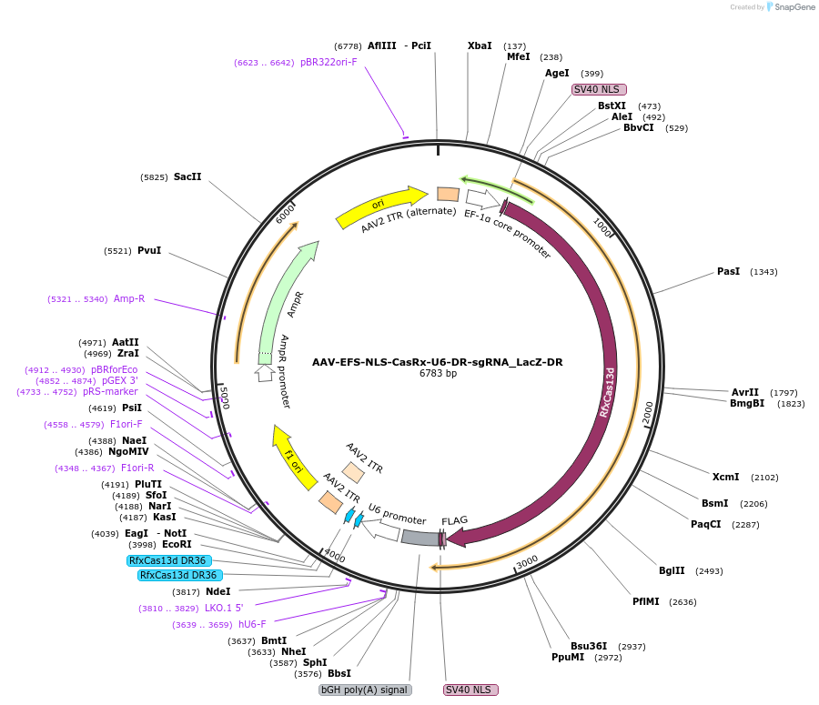 154003-plasmid-map-sequence-id-306037