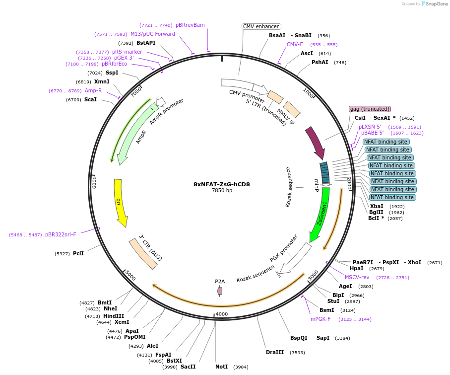 153417-plasmid-map-sequence-id-306063
