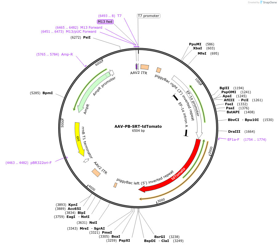 154889-plasmid-map-sequence-id-306065