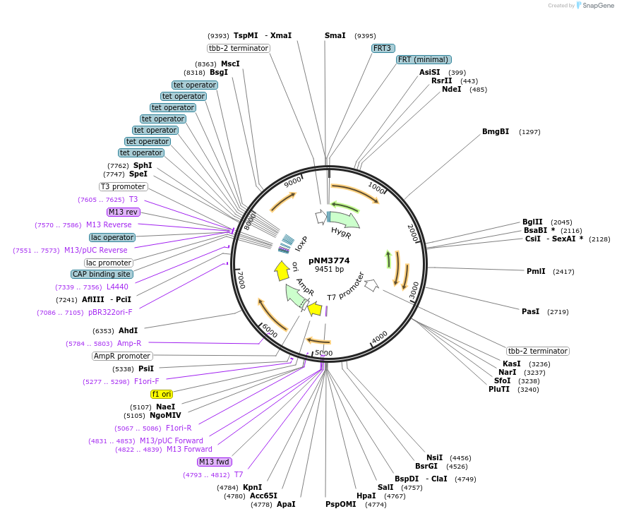 154117-plasmid-map-sequence-id-306077