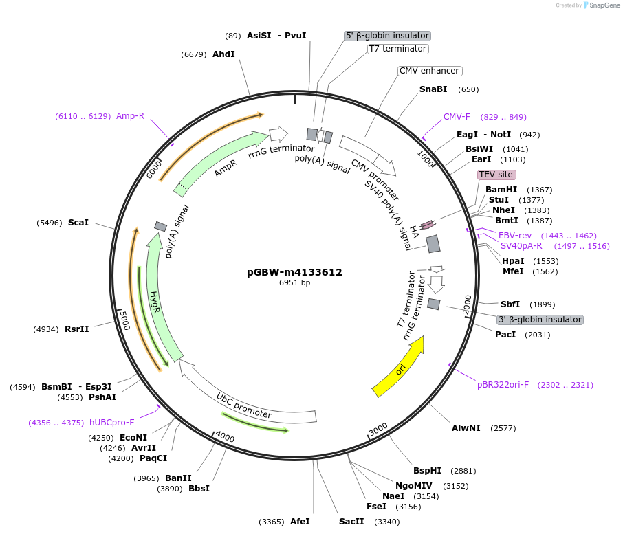 152368-plasmid-map-sequence-id-306086