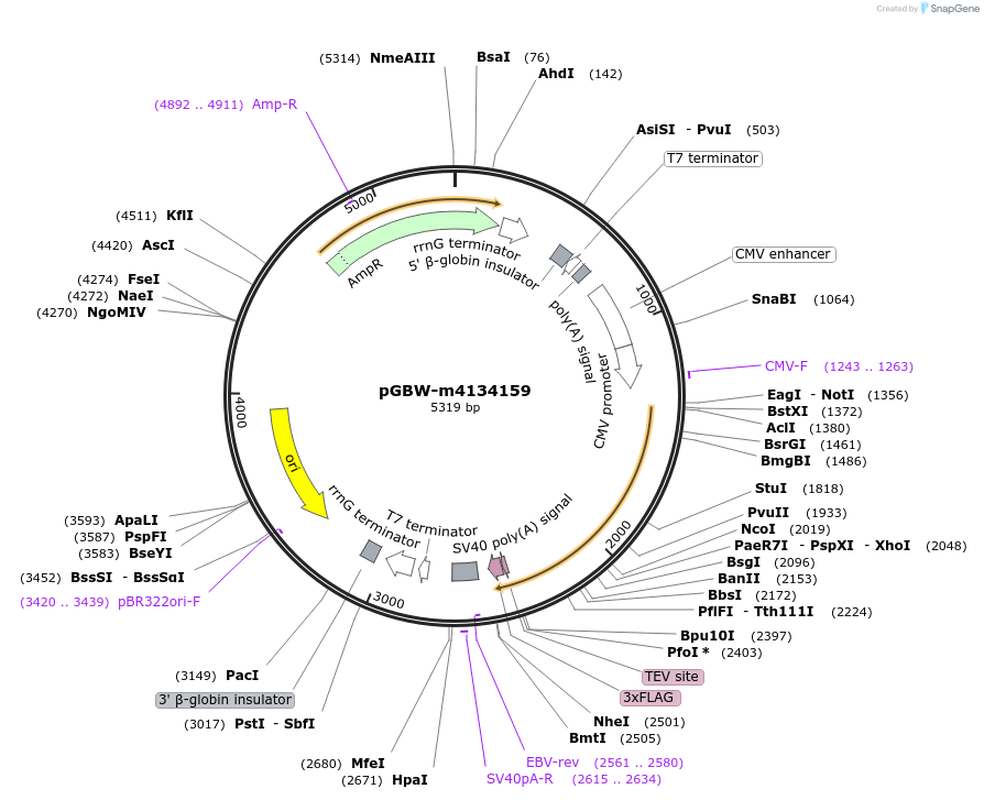 152276-plasmid-map-sequence-id-306088