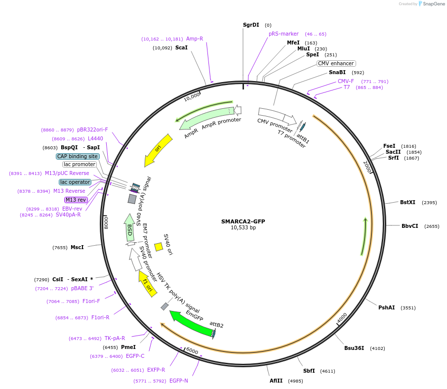 65390-plasmid-map-sequence-id-306090