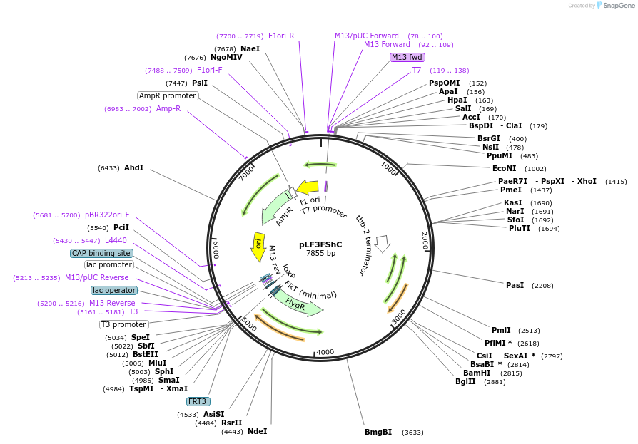 153083-plasmid-map-sequence-id-306102