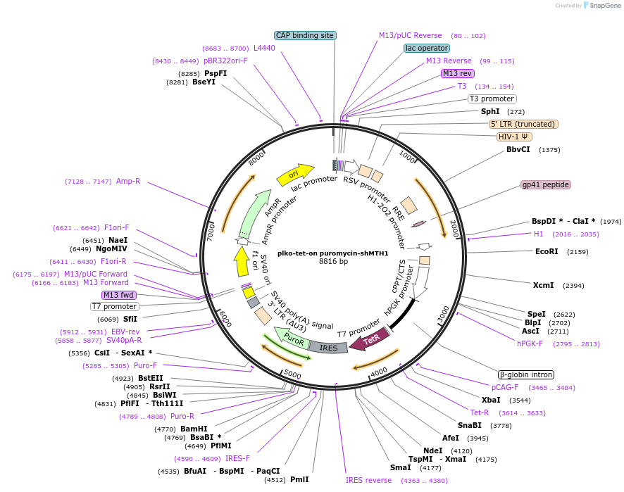 110918-plasmid-map-sequence-id-306110