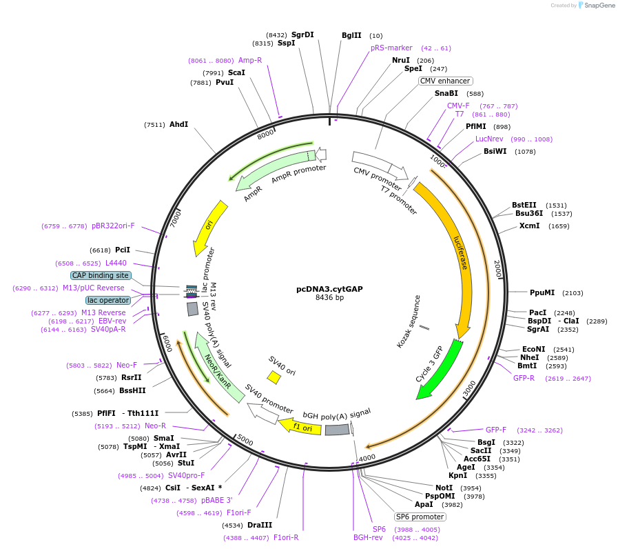 78734-plasmid-map-sequence-id-306124