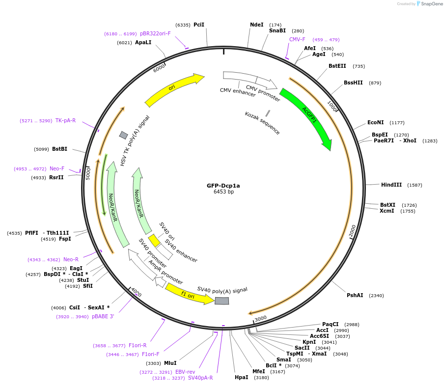 153972-plasmid-map-sequence-id-306138