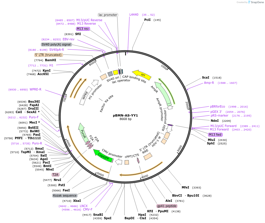 154943-plasmid-map-sequence-id-306144