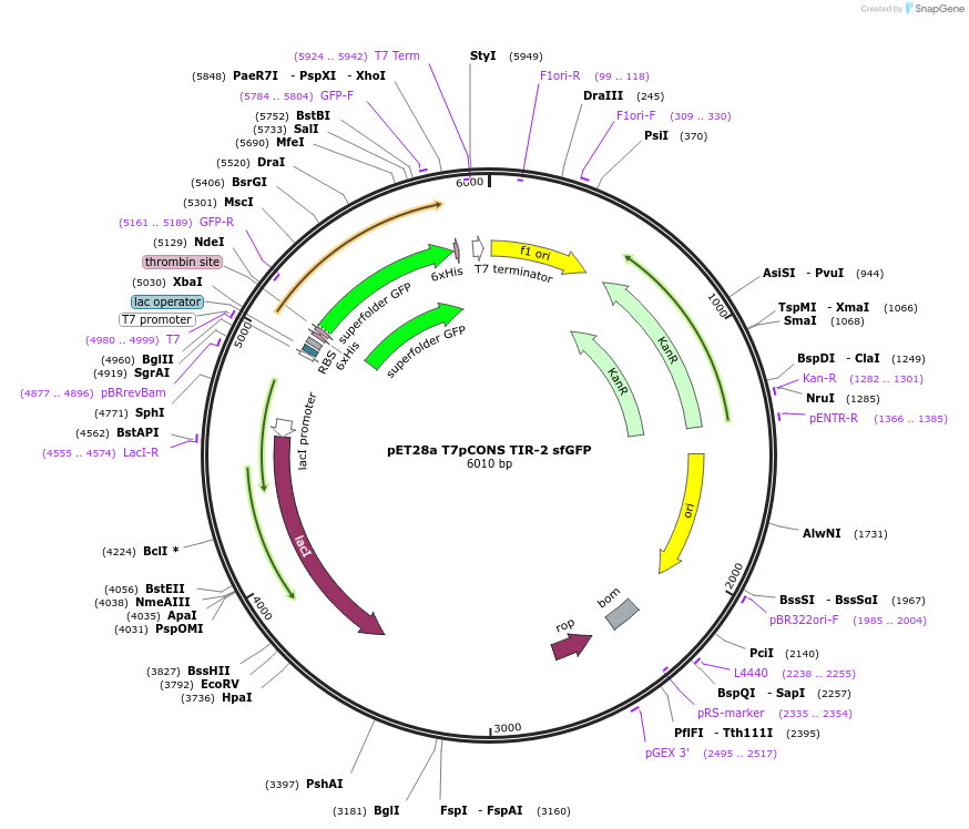 154464-plasmid-map-sequence-id-306150