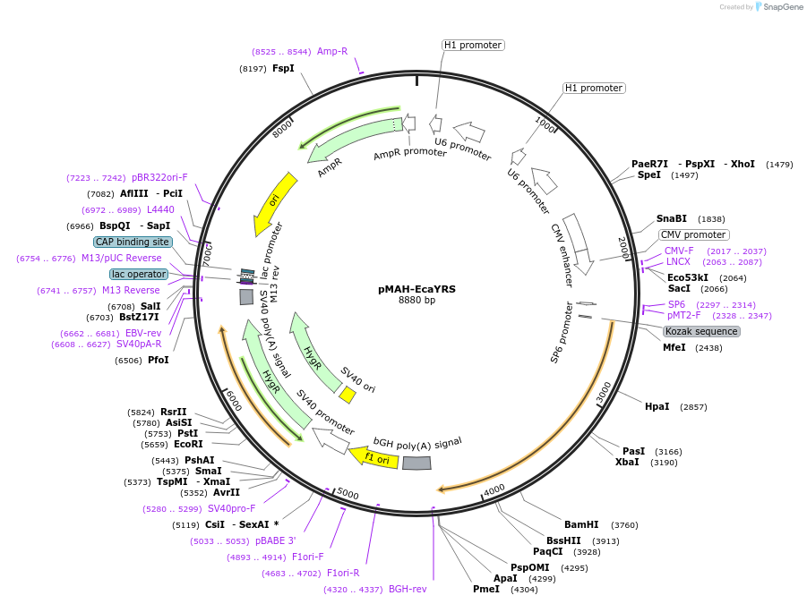 153558-plasmid-map-sequence-id-306154
