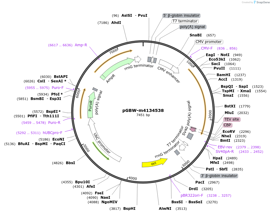 152616-plasmid-map-sequence-id-306183