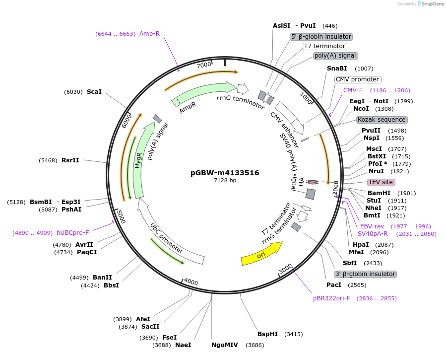 152968-plasmid-map-sequence-id-306184