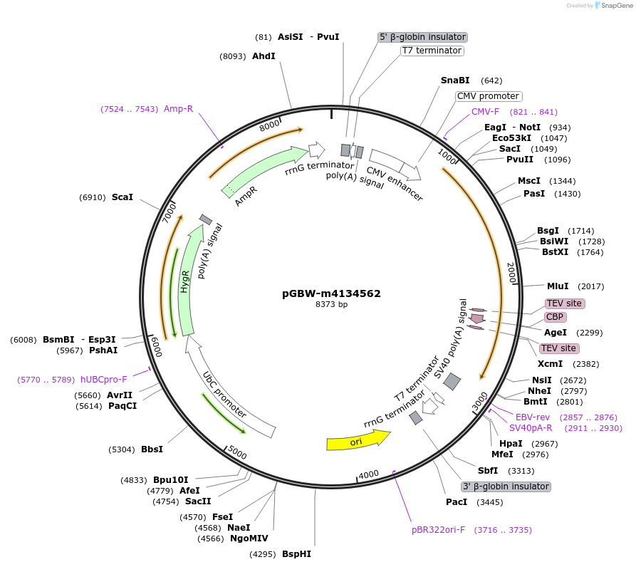 152641-plasmid-map-sequence-id-306185