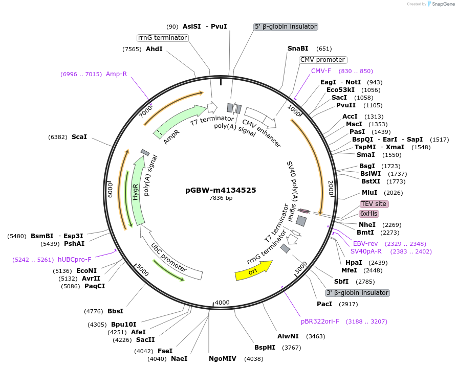 152660-plasmid-map-sequence-id-306186