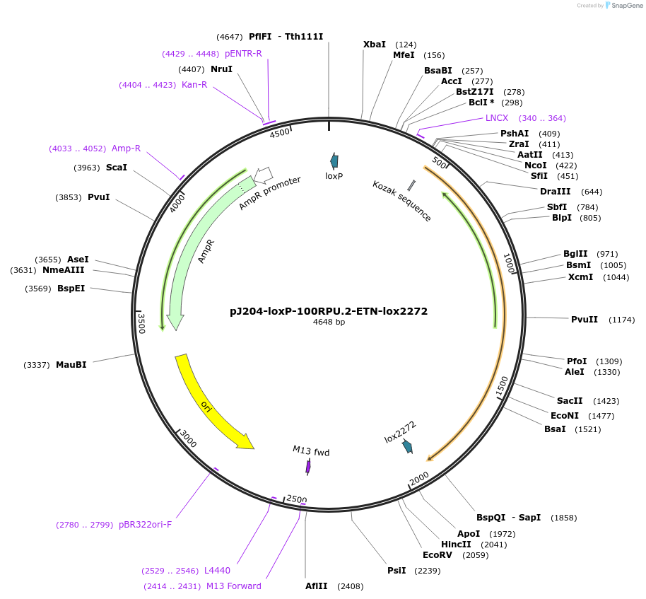 154833-plasmid-map-sequence-id-306200