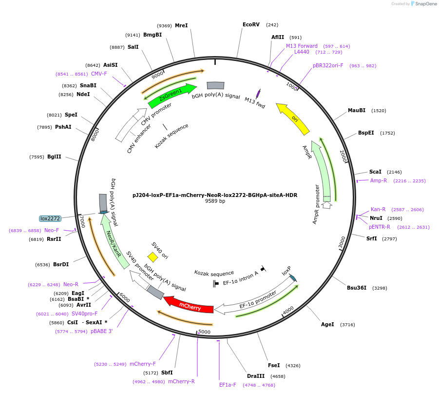 154826-plasmid-map-sequence-id-306204