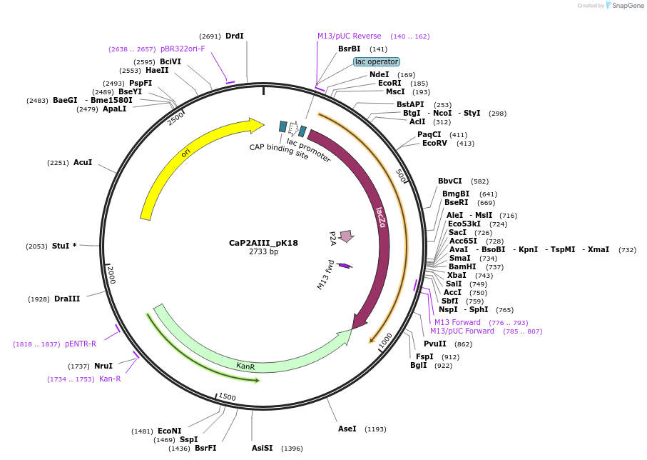 153421-plasmid-map-sequence-id-306224