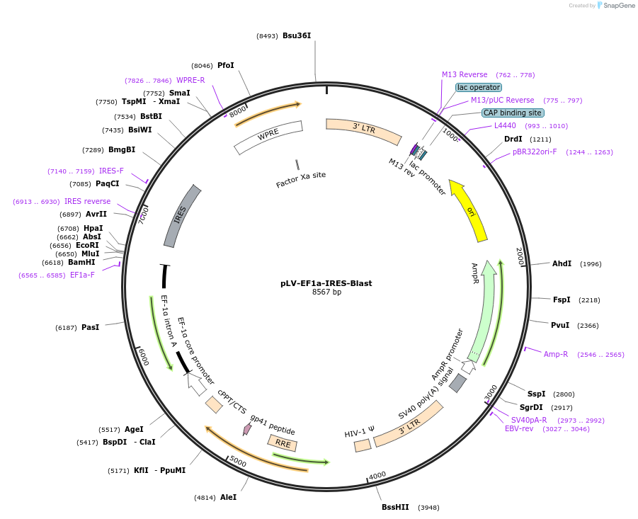 85133-plasmid-map-sequence-id-306227