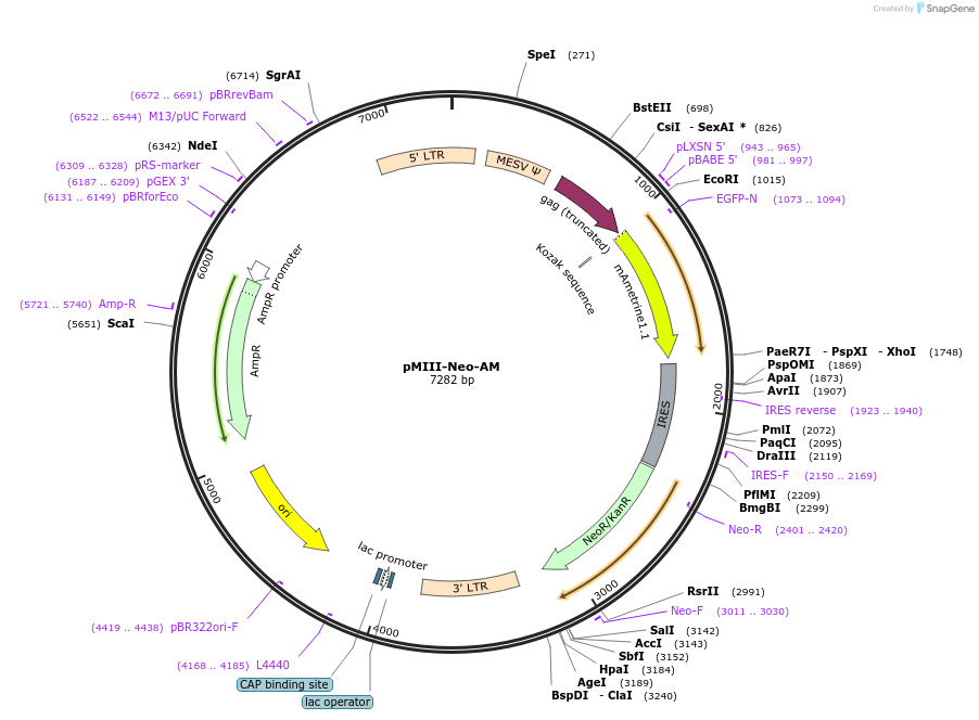 153427-plasmid-map-sequence-id-306229