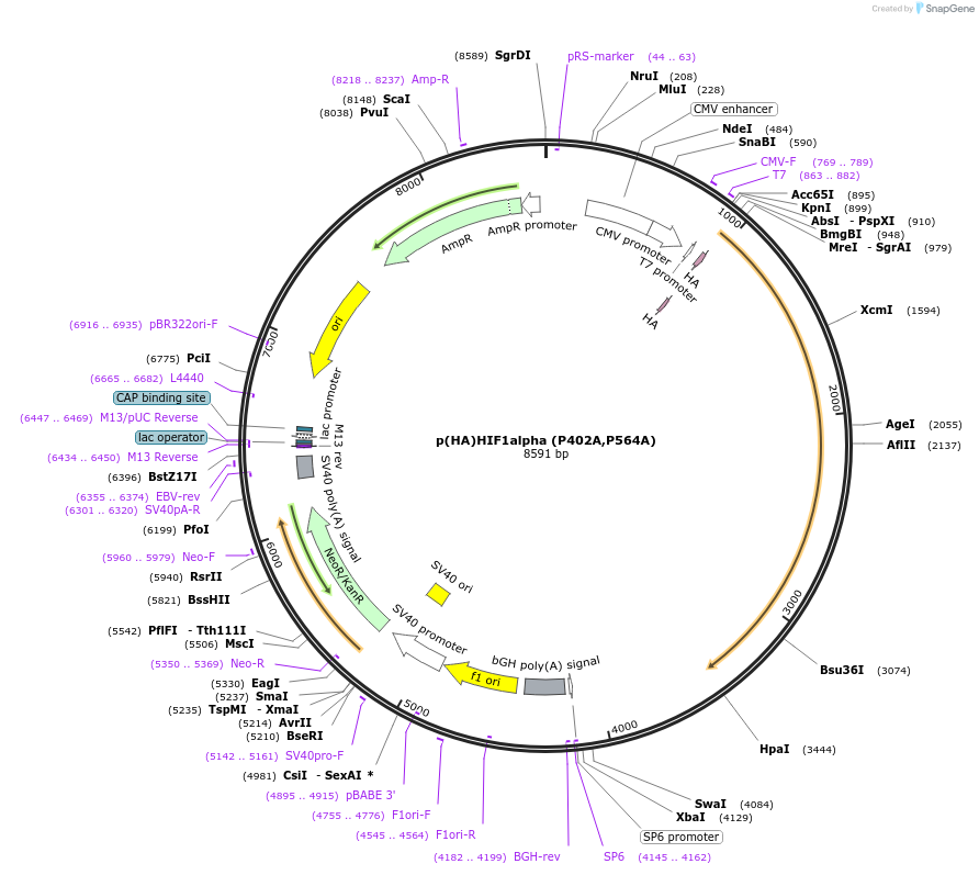 52636-plasmid-map-sequence-id-306233