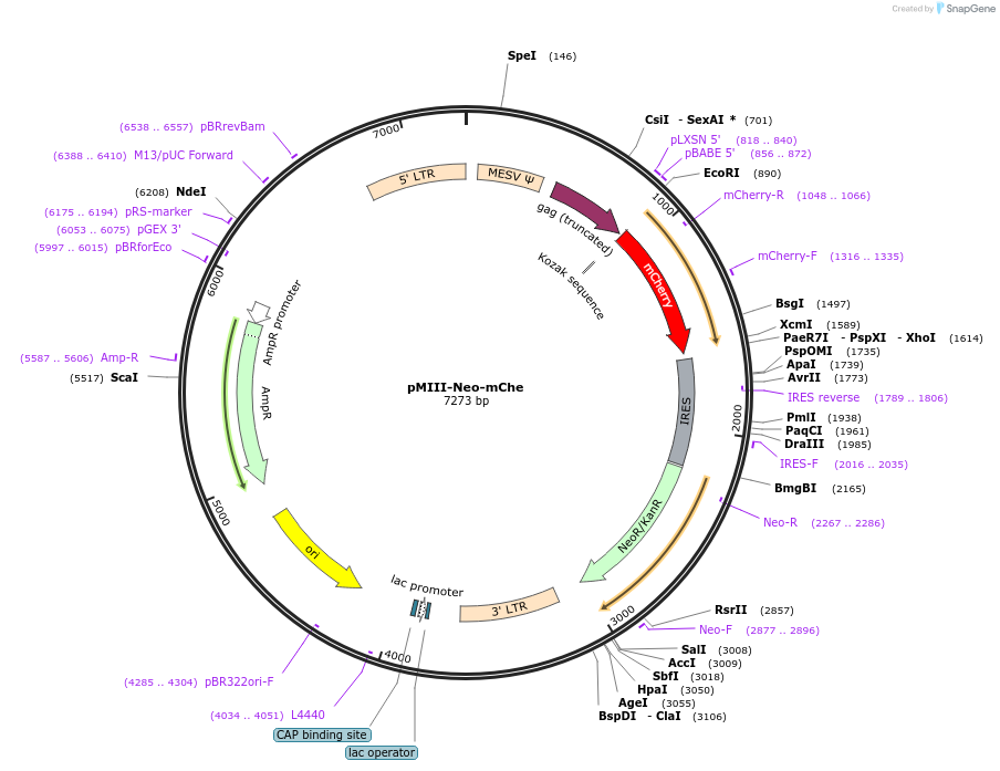 153423-plasmid-map-sequence-id-306234