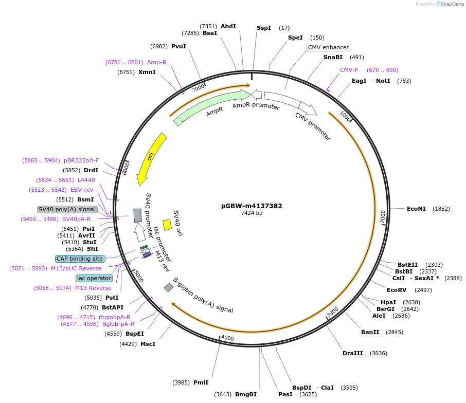 149539-plasmid-map-sequence-id-306238