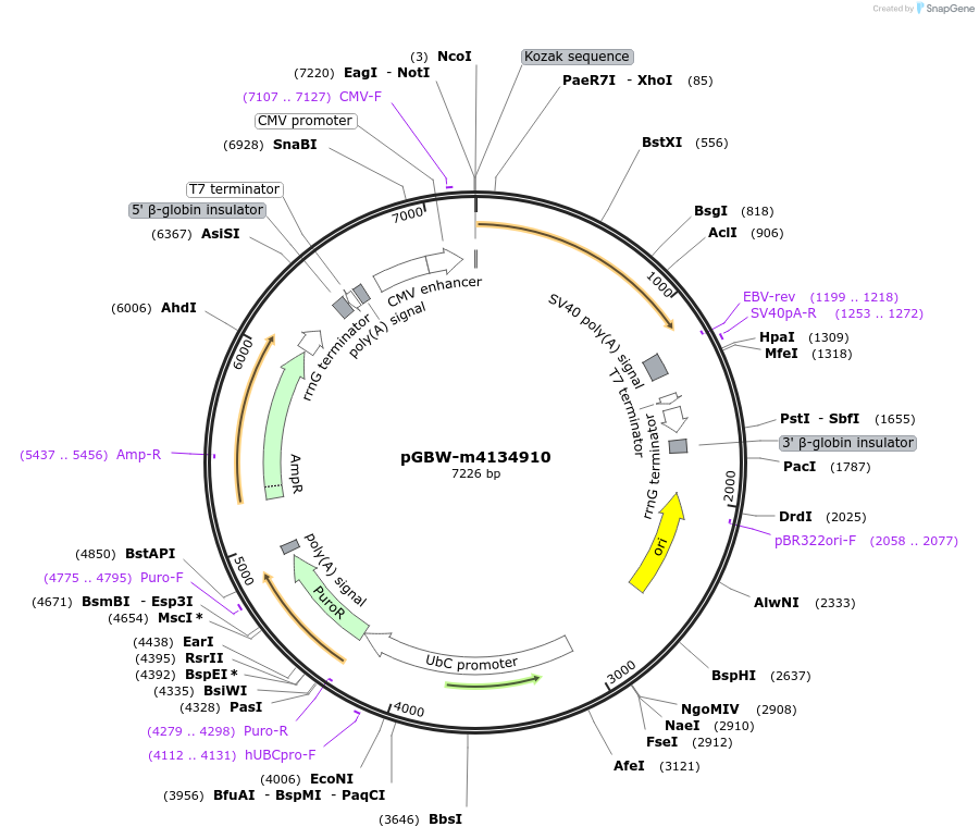 151939-plasmid-map-sequence-id-306268