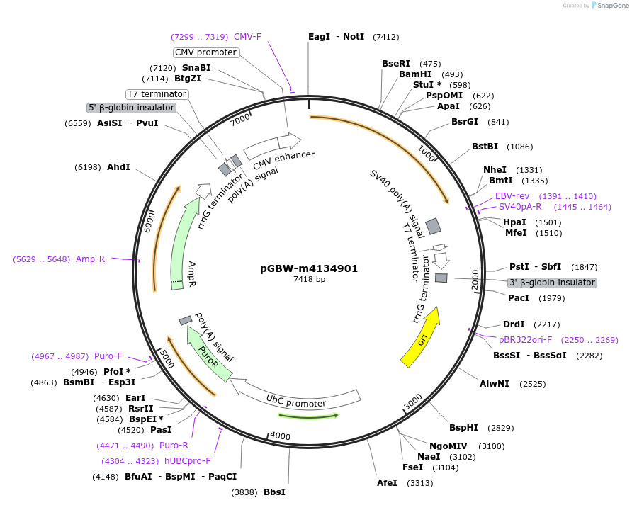 151922-plasmid-map-sequence-id-306271