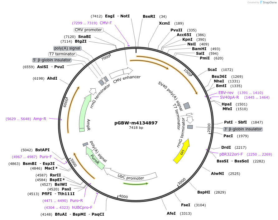 151948-plasmid-map-sequence-id-306273