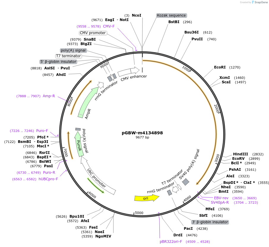 151942-plasmid-map-sequence-id-306274