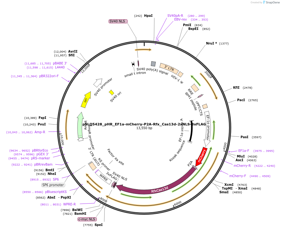 155305-plasmid-map-sequence-id-306279