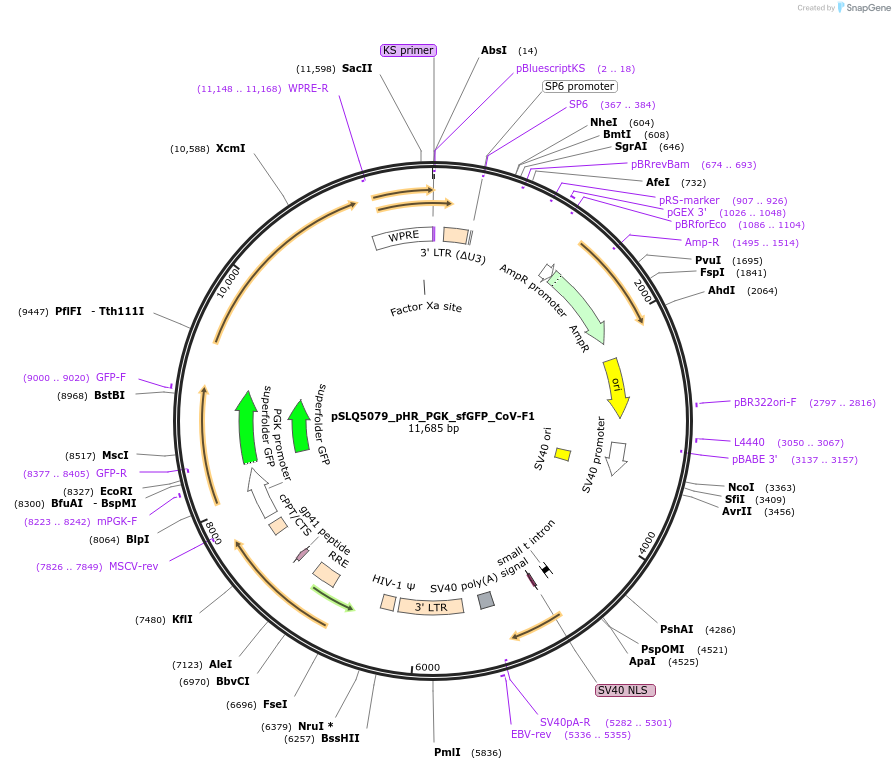 155303-plasmid-map-sequence-id-306282