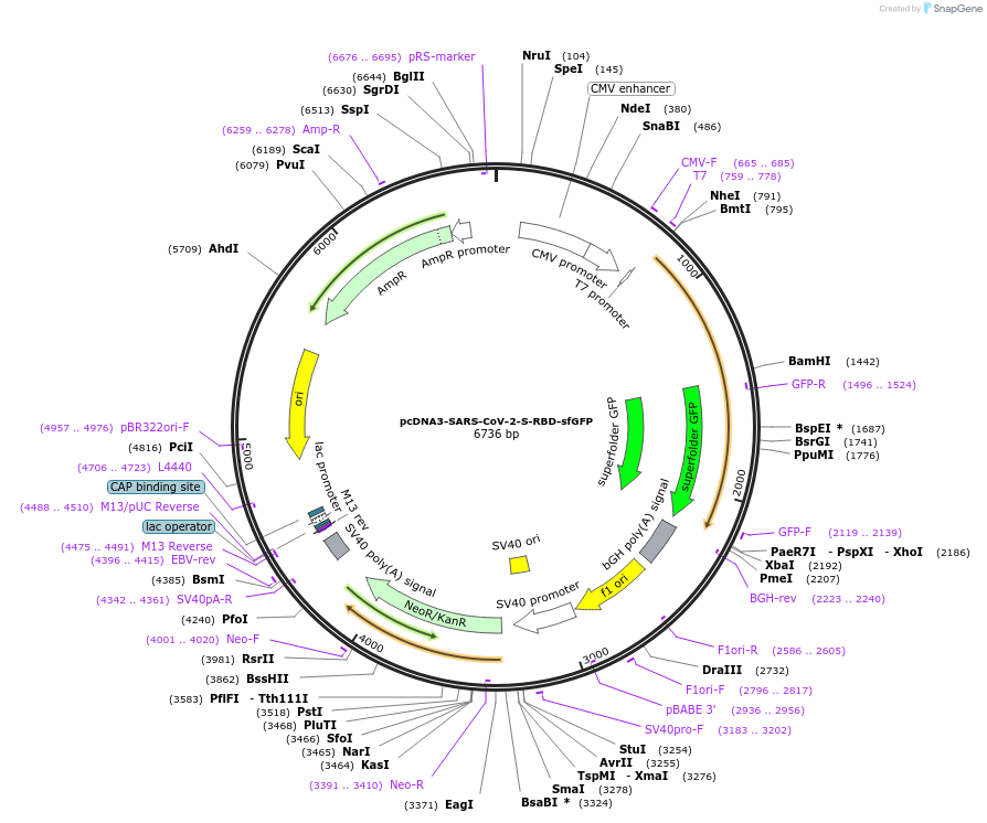 141184-plasmid-map-sequence-id-306284