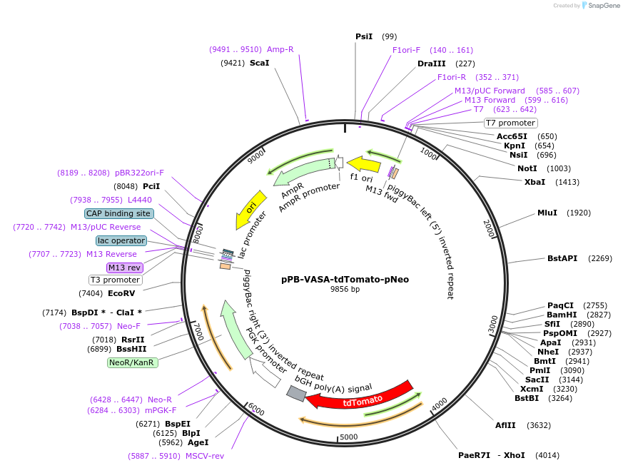 141030-plasmid-map-sequence-id-306293